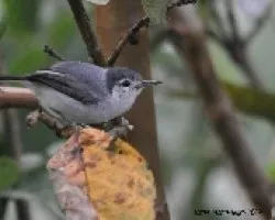 Polioptila plumbea