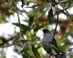 black-faced solitaire