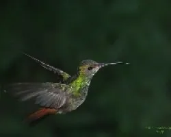 guerrero