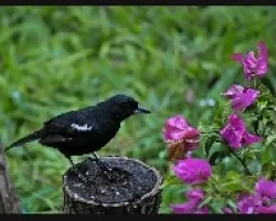 White-lined Tanager