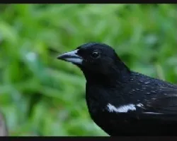 White-lined Tanager portrait