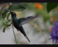 Violet Sabrewing