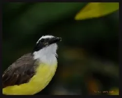 pecho amarillo