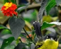 common tody flycatcher