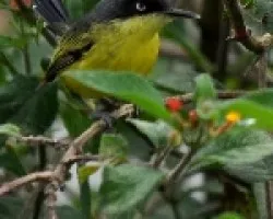 Common-Tody Flycatcher