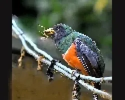 Trogon aurantiiventris