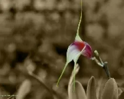 Masdevallia sp.