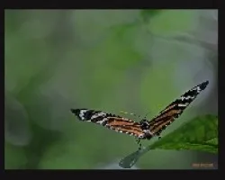 preparando vuelo