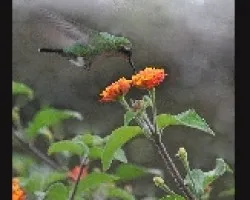 Archilochus colubris