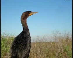 Phalacrocorax brasilianus
