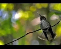 i dont know hummingbird
