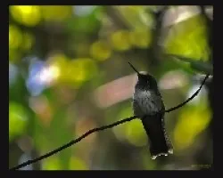i dont know hummingbird