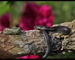 culebrilla