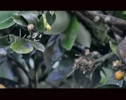 Dendrica fusca female
