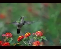 Ruby-throated Hummingbird