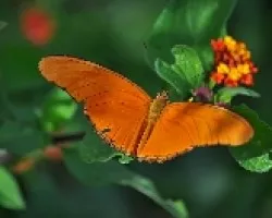 Mariposa 