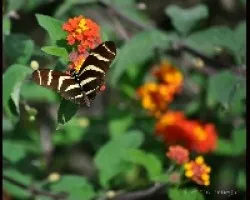 Mariposa 