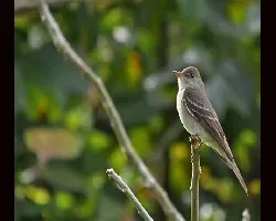 Tropical Pewee