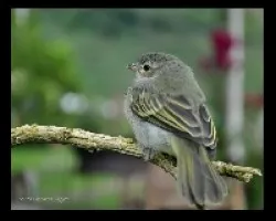 Paltry Tyrannulet 