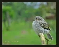 Paltry Tyrannulet 