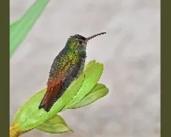 hummingbird