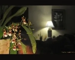 Orquideas, luces y sombras
