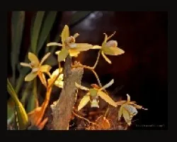 Orquideas, luces y sombras