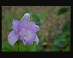 orquidea lila