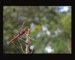 libelula  colorada