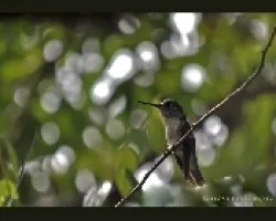 Lampornis hemileucus - hembra