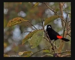 Ramphocelus passerinii male