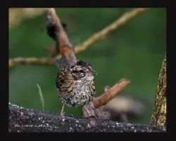 Pirris jovenzuelo
