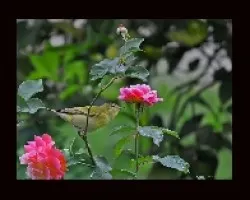 Vermivora peregrina