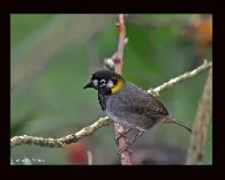 Melozone leucotis