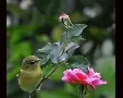 Tenessee warbler