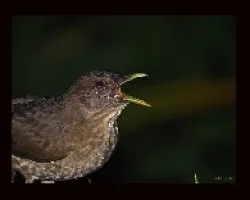 Turdus grayii