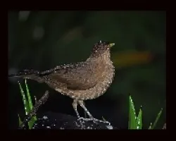 Turdus grayi