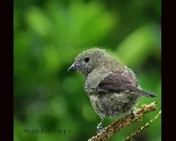 palm tanager