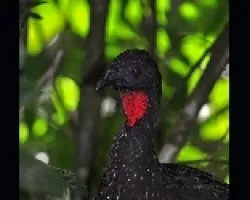 Penelope purpurascens 