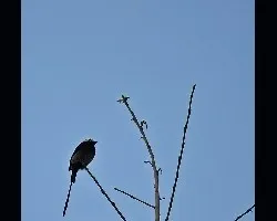 Colonia colonus 