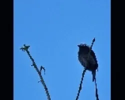 Long-tailed Tyrant