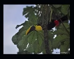 Ramphastos swainsonii 