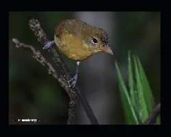 Piranga rubra