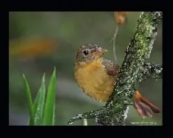 Piranga rubra