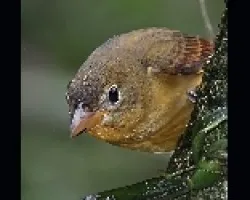 Piranga rubra inmaduro