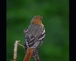 Icerus galbula hembra