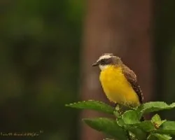 Social Flycatcher