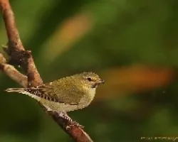 OTRA