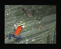 Oophaga pumilio