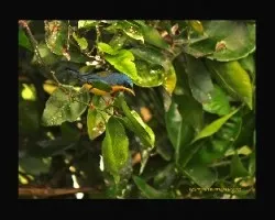 Parula pitiayumi